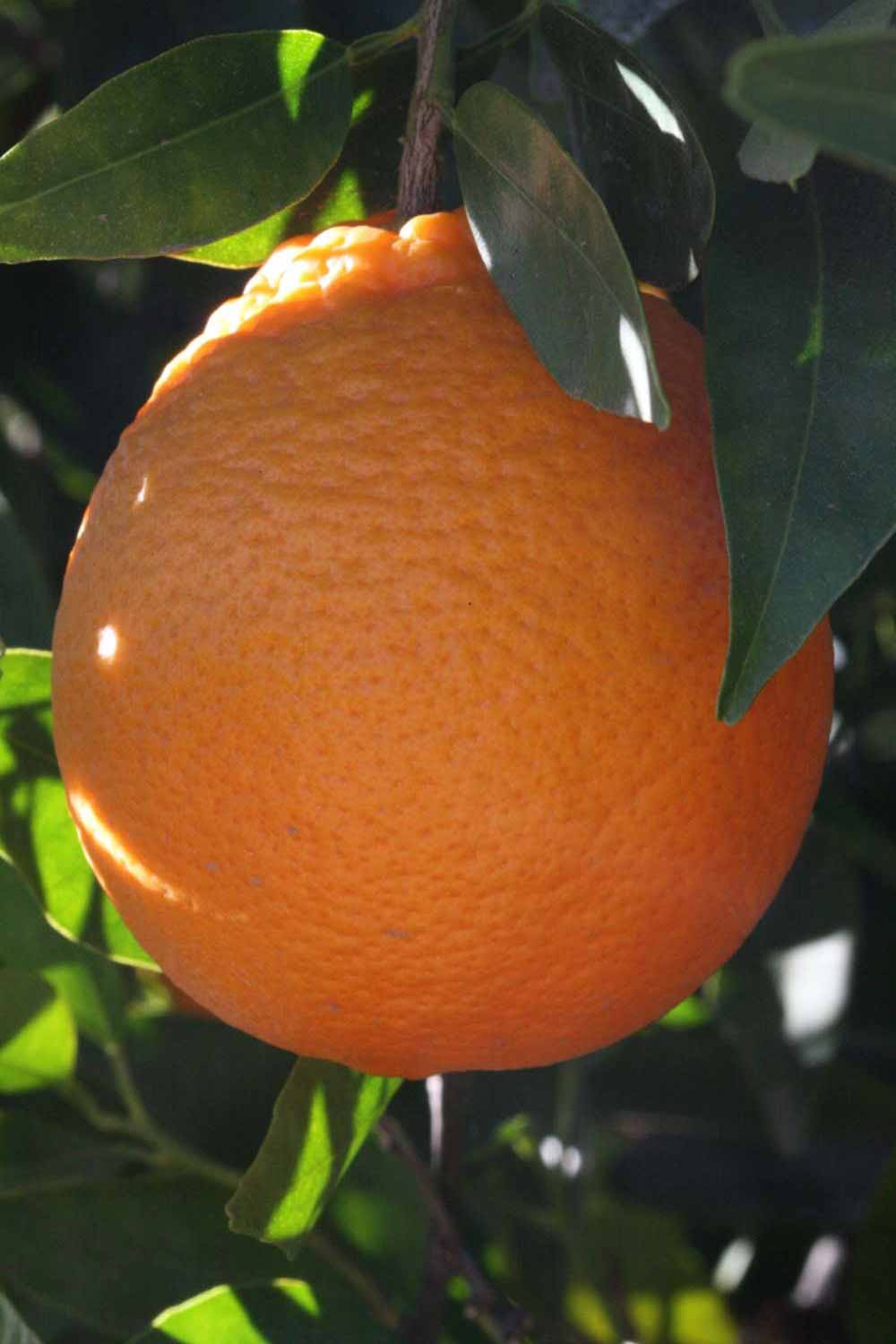            Fruit (Riverside, CA)   